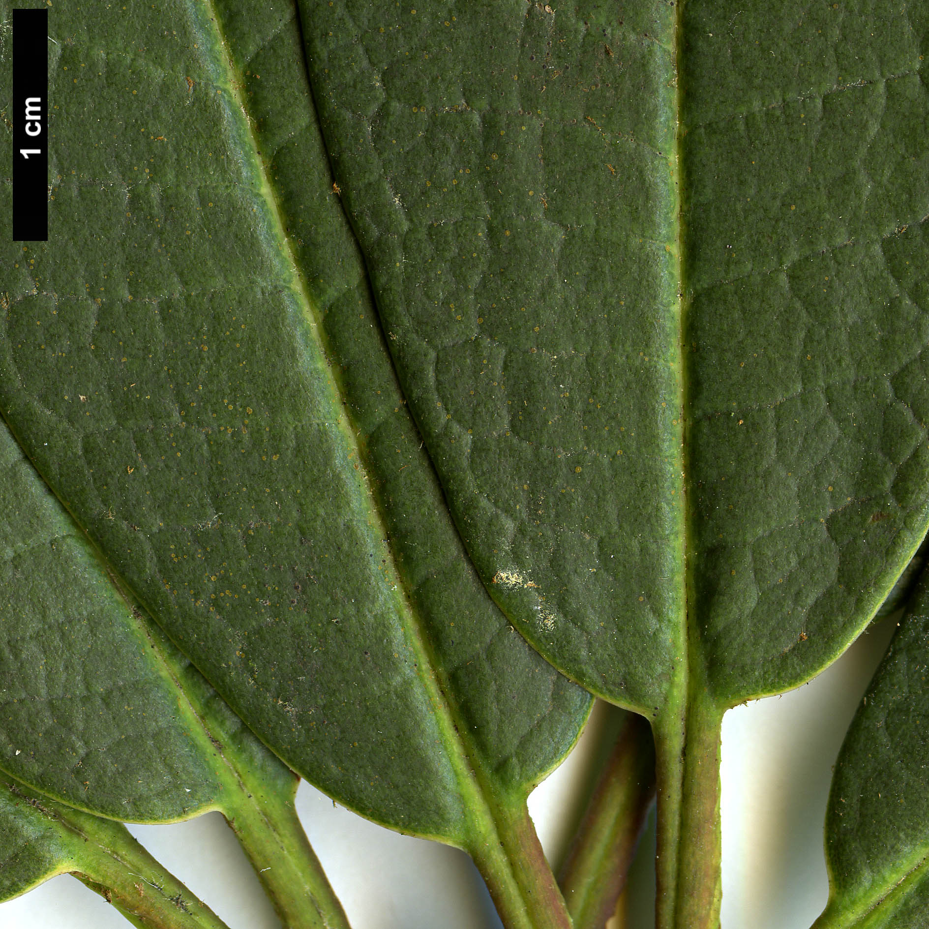 High resolution image: Family: Ericaceae - Genus: Rhododendron - Taxon: arboreum - SpeciesSub: subsp. cinnamomeum Campbelliae Group